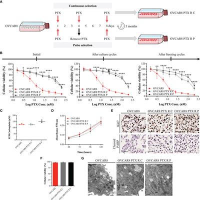 Generation of Two Paclitaxel-Resistant High-Grade Serous Carcinoma Cell Lines With Increased Expression of P-Glycoprotein